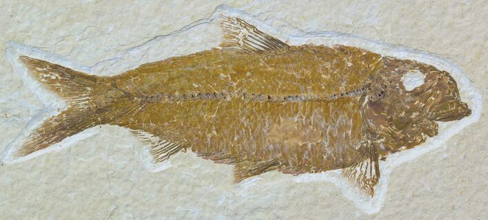 Detailed, Knightia Fossil Fish - Wyoming #54297